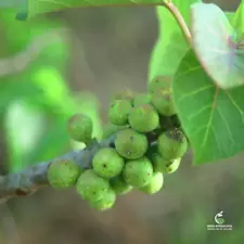 Ficus abutifolia Seeds