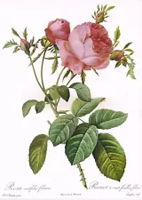 Redoute Leafy Rose Rosa Centifolia Foliacea 10" x 14" Print Plant Picture RR#173