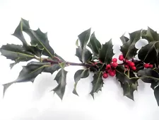 Fresh Cut English Holly - 1 Pound Box **Greens Only**