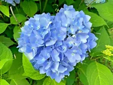 1 Pack 50 Blue Hydrangea Flower Seeds Hydrangea macrophylla Garden Flower