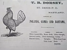 St. Denis Maryland Vintage Print Ad T.B. DORSEY Chickens for Sale Art 1881