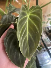 philodendron cuttings for sale