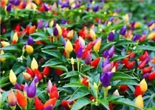 100 seeds of Ornamental pepper for planting , new seeds, color full