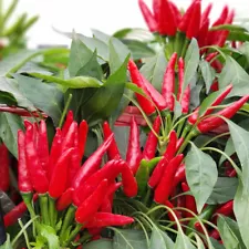 1 Bag Red Chili Seeds Chaotian Pepper Birdseye Pepper Non-gmo Outdoor Plant