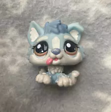 Littlest Pet Shop #1683 blue white husky puppy dog brown eyes