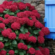 hydrangeas seeds for sale