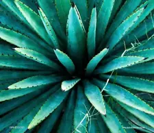 Agave Espadín mezcal , Oaxaca Mexico, 100 seeds p/packet