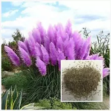 Pampas Grass Pampasgras Rasen Ornamental Mode Lawn Plant Ornamental Garden Deco-