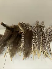 Turkey Feathers