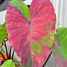 Colocasia Bulb Phetphethai New Hybrid Tuber + Free Phytosanitary Certificate