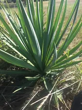 Yucca Aloifoliat are f1 Hybrid Clone Original mother Ohio Pic Is Plant U Get