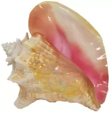 Large Bahama Queen Conch Seashell (Pink) - Bahamas Pink Conch Shell - 7-9 inch b