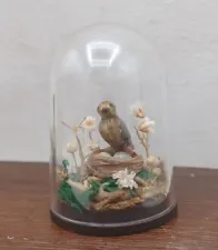 12th scale dolls house taxidermy bird Nest Eggs display in dome Curio Antique