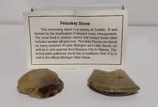 (2) Petoskey Stones, Variety Of Calcite