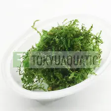 Taxiphullum sp Flame Moss In Cup Freshwater Live Aquarium Plant Decoration
