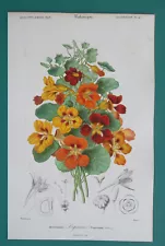 GARDEN NASTURTIUM Bouque of Flowers Tropaeolum - 1849 COLOR Botanical Print