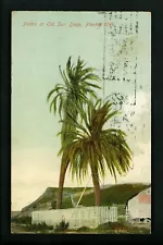 World's Fair postcard Pan Pacific Expo 1915 San Francisco Palm Trees