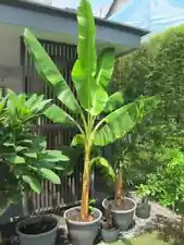 5000+ Dwarf Banana Tree Seeds {Musa x paradisiaca} Organic Live seeds Free Ship