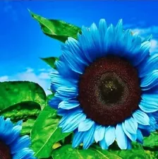 Midnight Oil Blue Sunflower Seeds For Planting Outdoor Garden- 35 Seeds