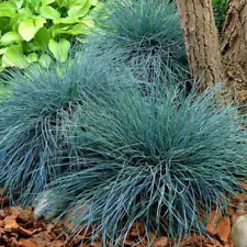 Blue Fescue Ornamental Grass Seeds - Festuca glauca - 100Pcs