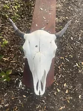 buffalo bison skull with horns