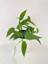 Epipremnum Pinnatum ‘Cebu Blue’ Pothos