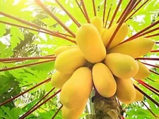 strawberry papaya tree for sale