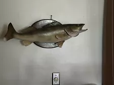 Walleye Mount - Fish Taxidermy 29”- 10 Lbs. Lake Erie Caught.