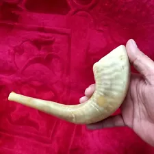 Shofar Horn Kosher Kudu Natural Yemenite Israel Polished Yehuda Ivory Color 8 in