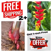 2 HELICONIA ROSTRATA HANGING LOBSTER CLAW LIVE RHIZOME EXOTIC TROPICAL PLANT