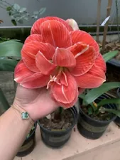 Pretty Amaryllis Double Flowering Bulbs | orange flowers bulbs | Pack of 2 Bulbs