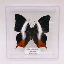 Real Taxidermy Butterfly Specimen Authentic Insect Mount For Sale Free Shipping