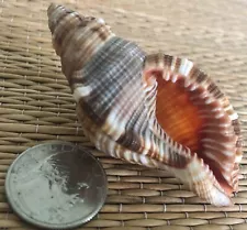 1 - 3" TALL HAIRY TRITON SEA SHELL FOR YOUR COLLECTION