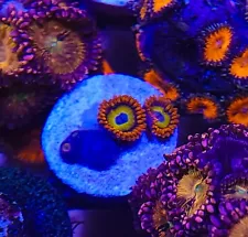 ON SALE !! FRUIT LOOP ZOA - 3 OR 4 POLYPS ON 1" FRAG PLUG - BEGINNER LIVE CORAL