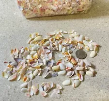 F1176~ Seashells Snail Shells Crafts Crafting Aquarium Decor Beach See Photos