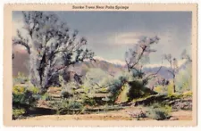 New ListingCalifornia Desert c1950 Smoke Trees near Palm Springs