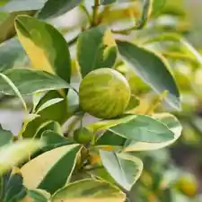 Rare Pink Variegated Eureka Lemon Citrus Tree Planting Fruit Seeds