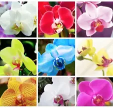 9 Kinds of Mixed Color Orchid Seeds - 36 Seeds