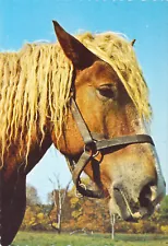 1970 OH Dayton Aullwood Audubon Farm Belgian Draft Horse 4x6 postcard Ct3