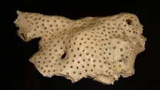 OLD FOSSIL CORAL SPECIMEN 380 GRAMS