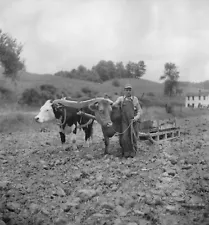 8" x 10" 1936 Photo Yoke of Oxen, Brown Buck and Black Buck