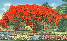 Royal Poinciana Tree, Florida --POSTCARD