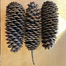 3 Large Sugar Pine Cones For Crafts & Decorations 12 - 13” Natural Great Cond