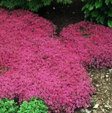 Creeping Thyme Seed 300 Pink Rock Cress Seeds Thymus Serpyllum