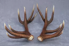 SHED WILD RED DEER ANTLERS PAIR SET TWO (HORN, KNIFE, CARVING, CHEW, TAXIDERMY)