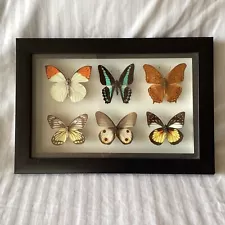 Bali Butterfly Park Framed 9x Butterfly Specimens Taxidermy 32cm x 22cm(J3)W#622