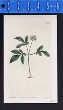 Dwarf ginseng, Panax trifolius, P. Pusilla, Lesser Panax, Curtis Botanical 1811