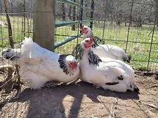 Light Brahma Hatching Eggs Big Breed Brahmas X6