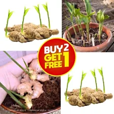4+ Fresh Sprouted Ginger live rhizomes Ready To Plant zingiber plant Roots