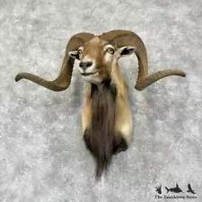 #29573 P | Corsican Ram Taxidermy Shoulder Mount For Sale